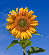 Sunflower_Mary